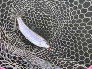 1月17日（土）入間市　大西さん