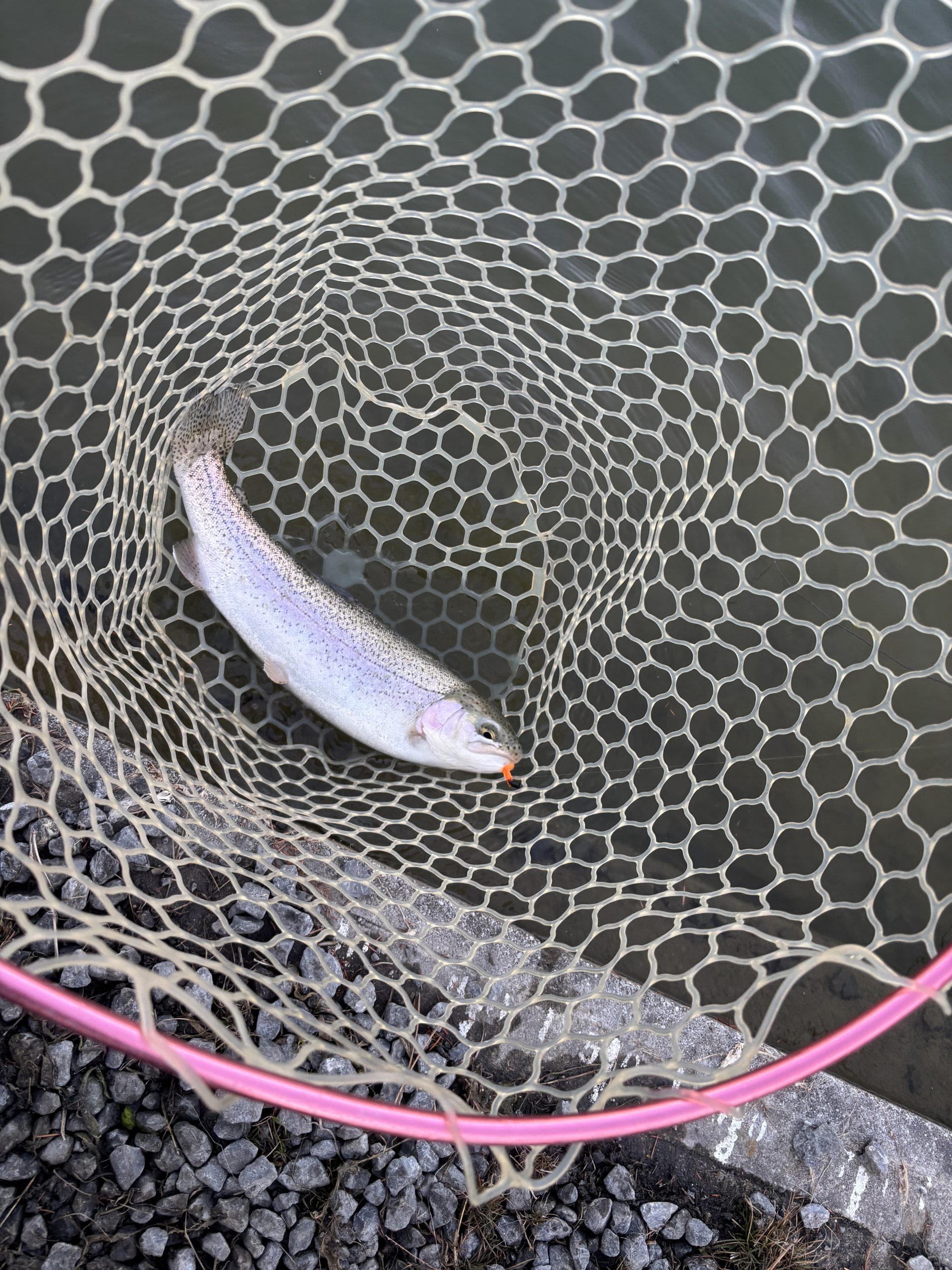 1月17日（土）入間市　大西さん