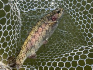 1月30日（金）昭島市　こいゆかさん