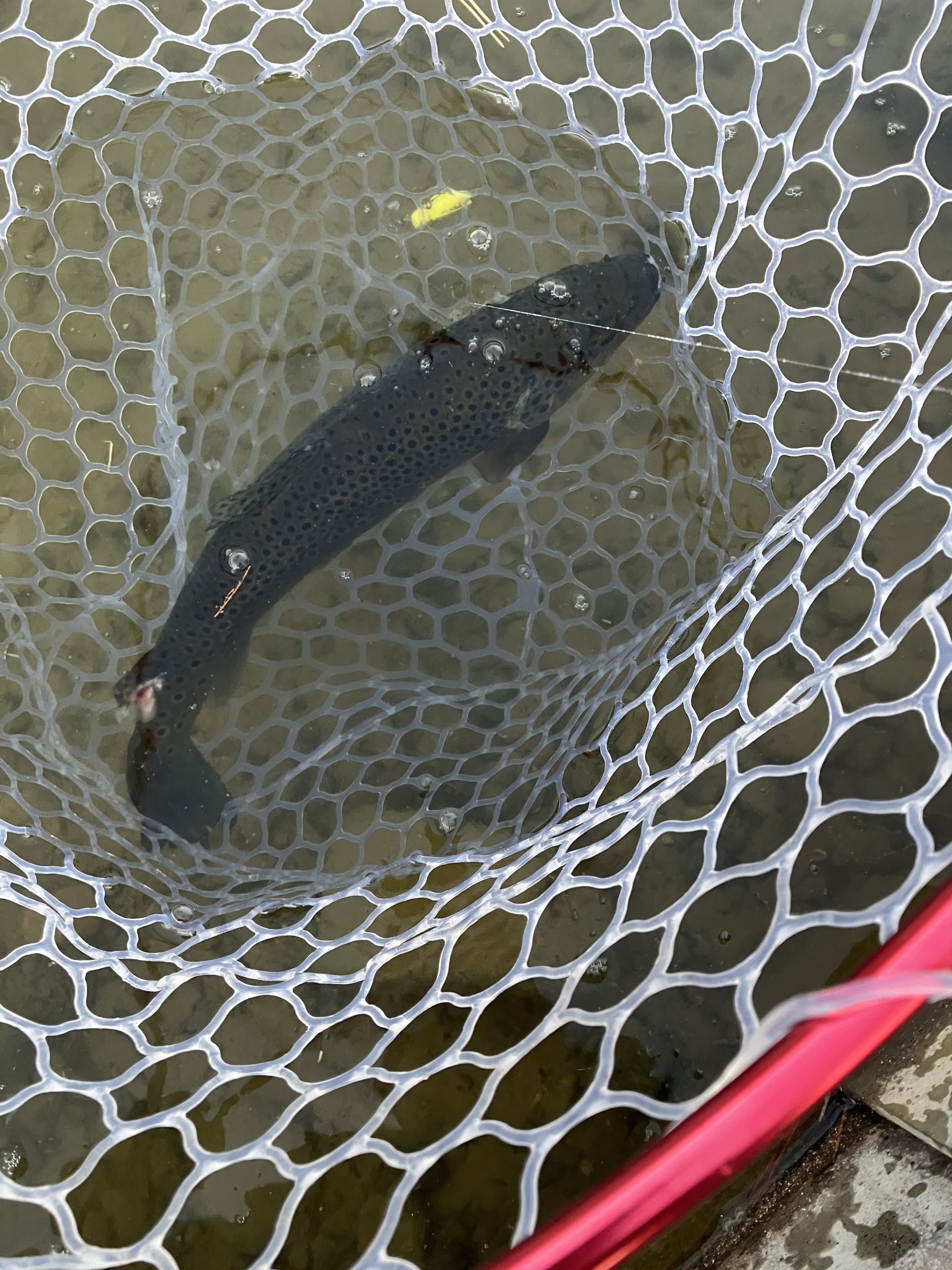 1月24日（土）府中市　江藤さん