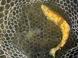 1月31日（土）府中市　黒帯イマカツさん