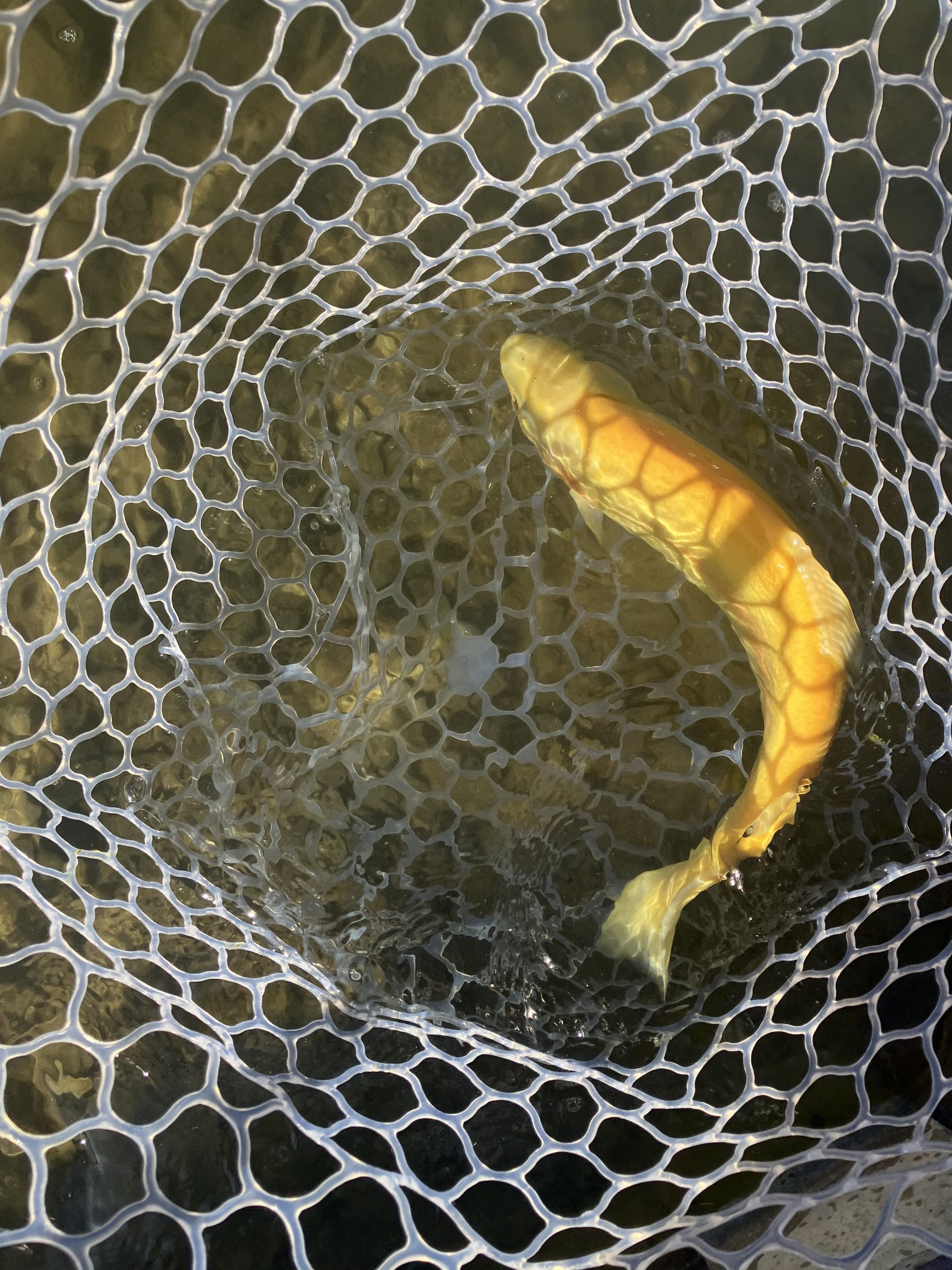 1月31日（土）府中市　黒帯イマカツさん