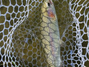 1月16日（金）日野市　ニイマスさん