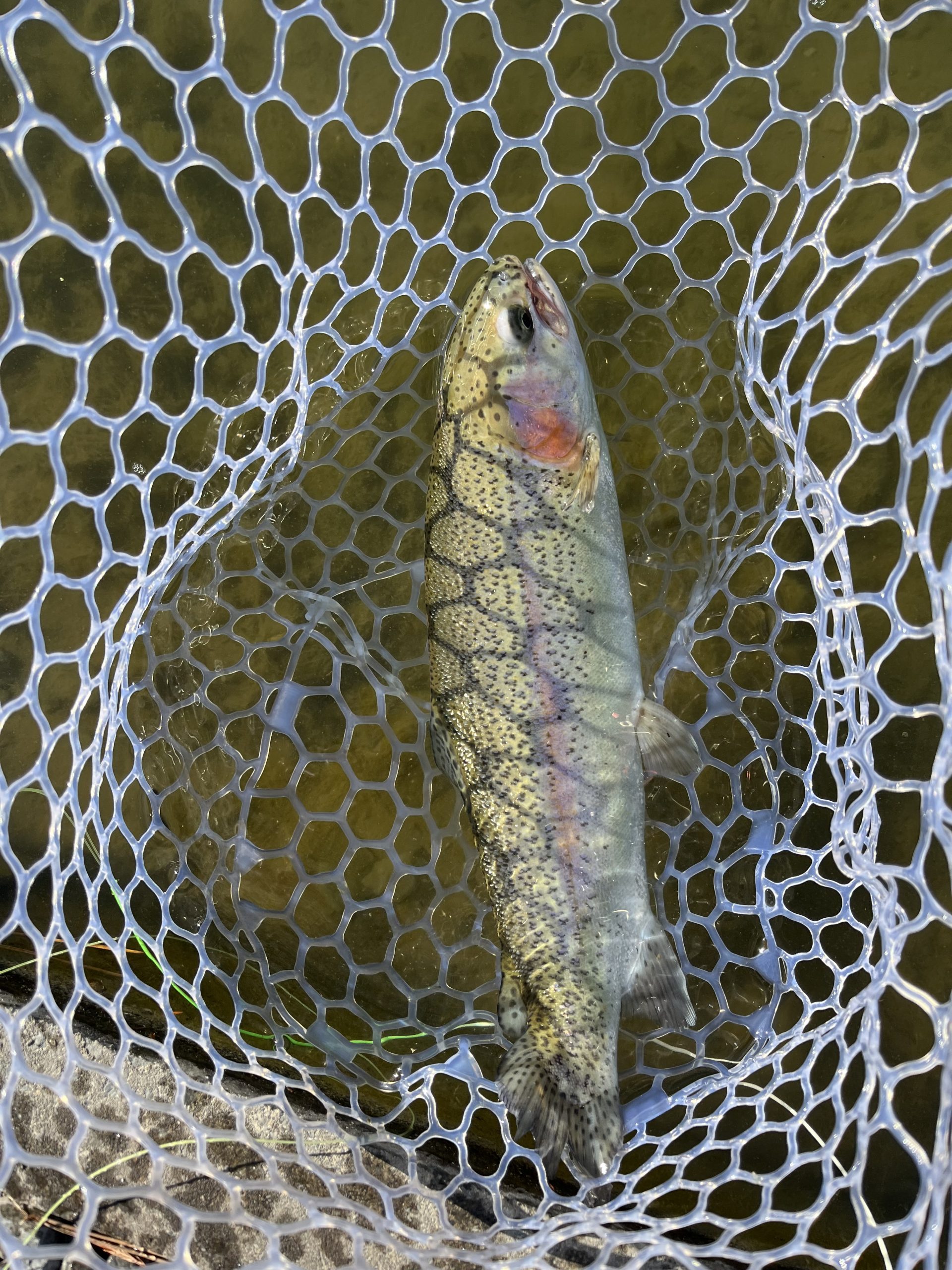1月16日（金）日野市　ニイマスさん