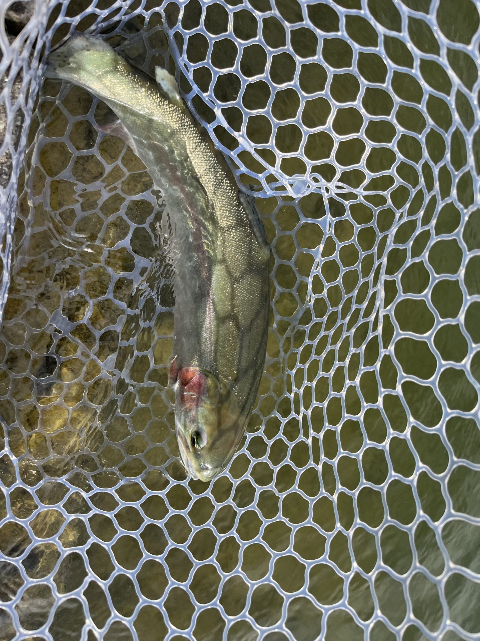 1月19日（月）日野市　ニイマスさん