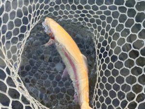 1月9日（金）東村山市　おにぎりさん