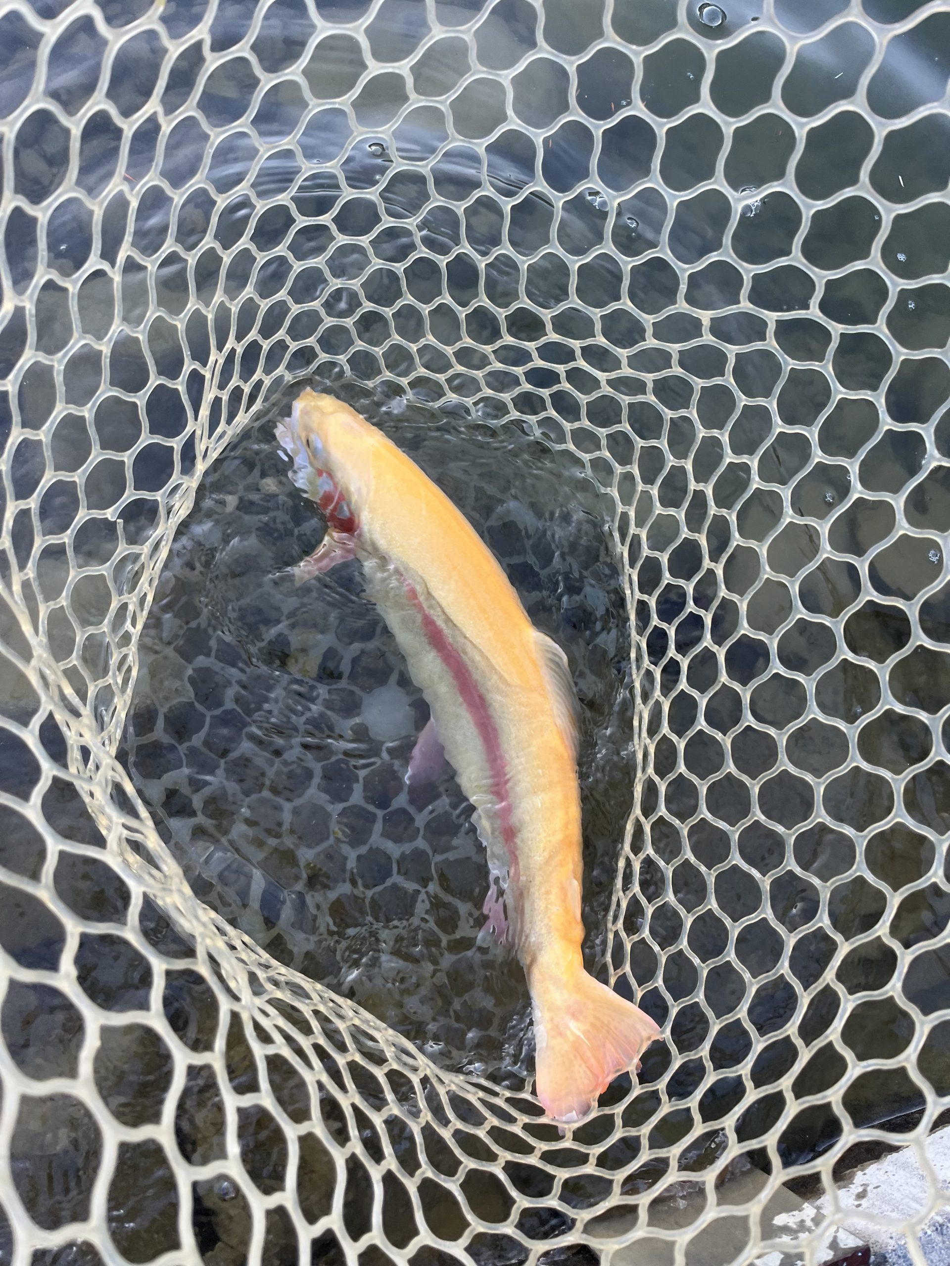 1月9日（金）東村山市　おにぎりさん