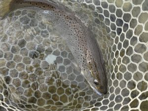 1月28日(水)　東村山市　おにぎりさん