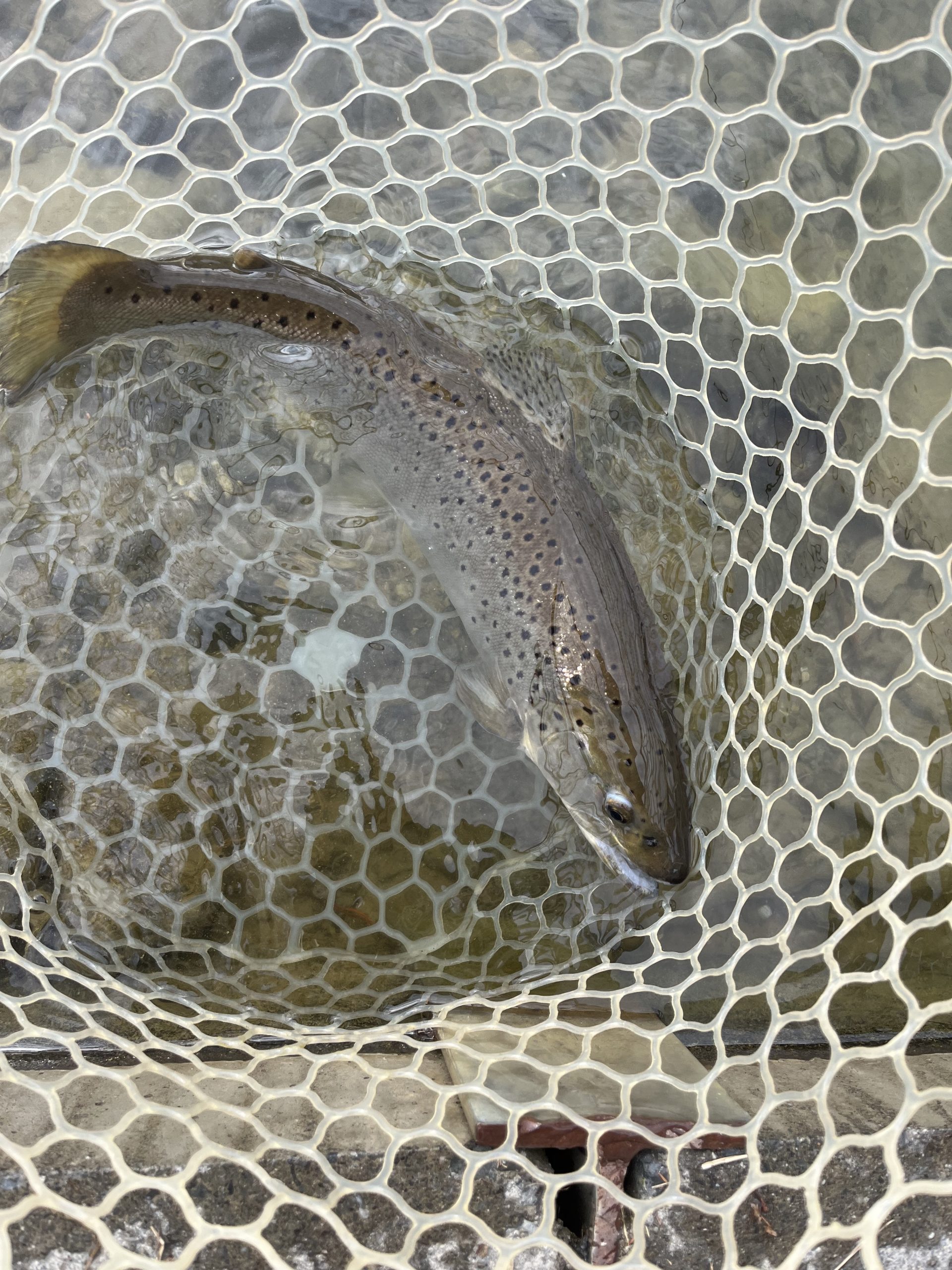 1月28日(水)　東村山市　おにぎりさん