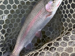 1月2日（金）小平市　にけるさん