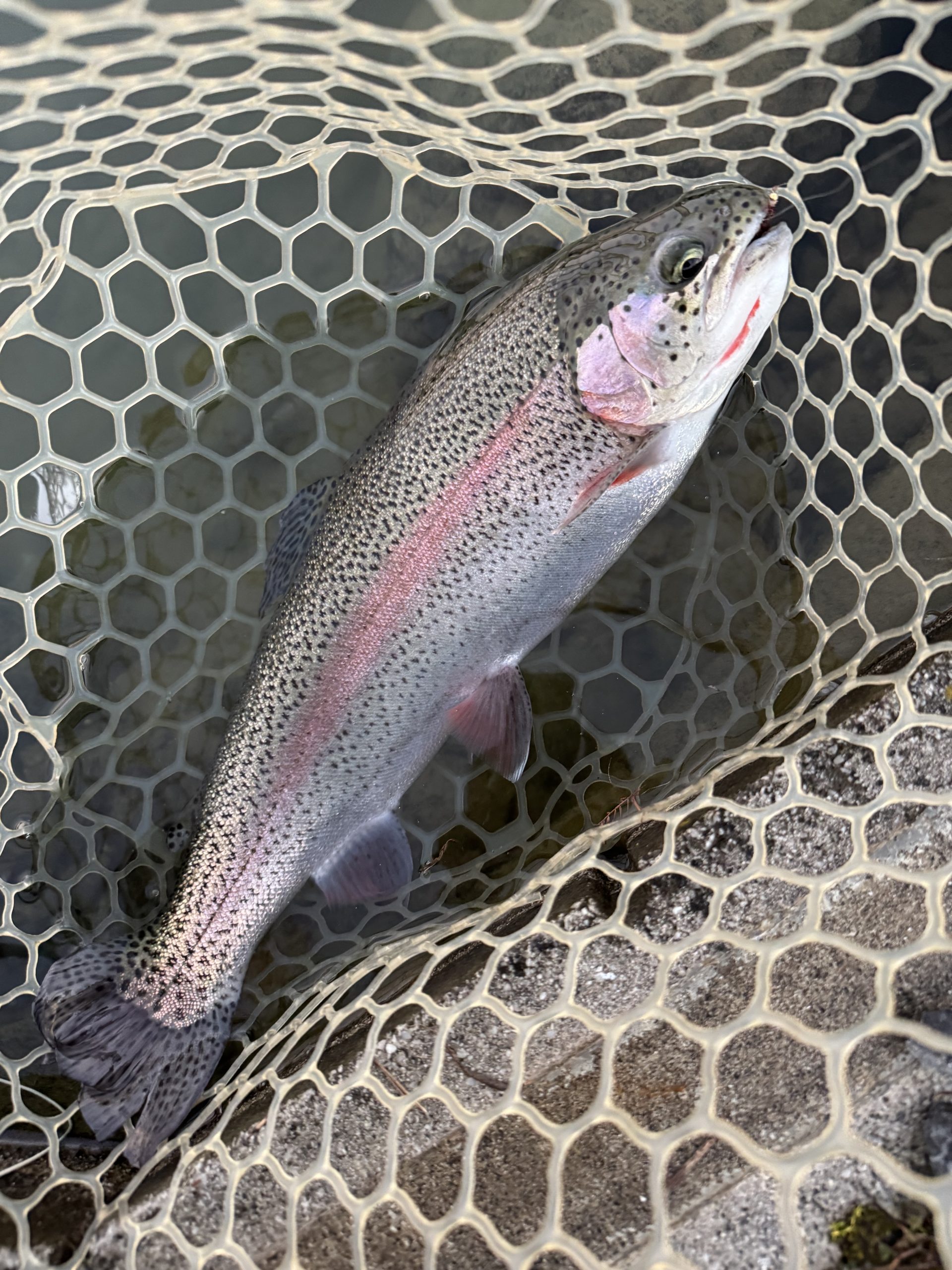 1月2日（金）小平市　にけるさん