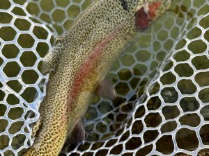 1月17日（土）小平市　にけるさん