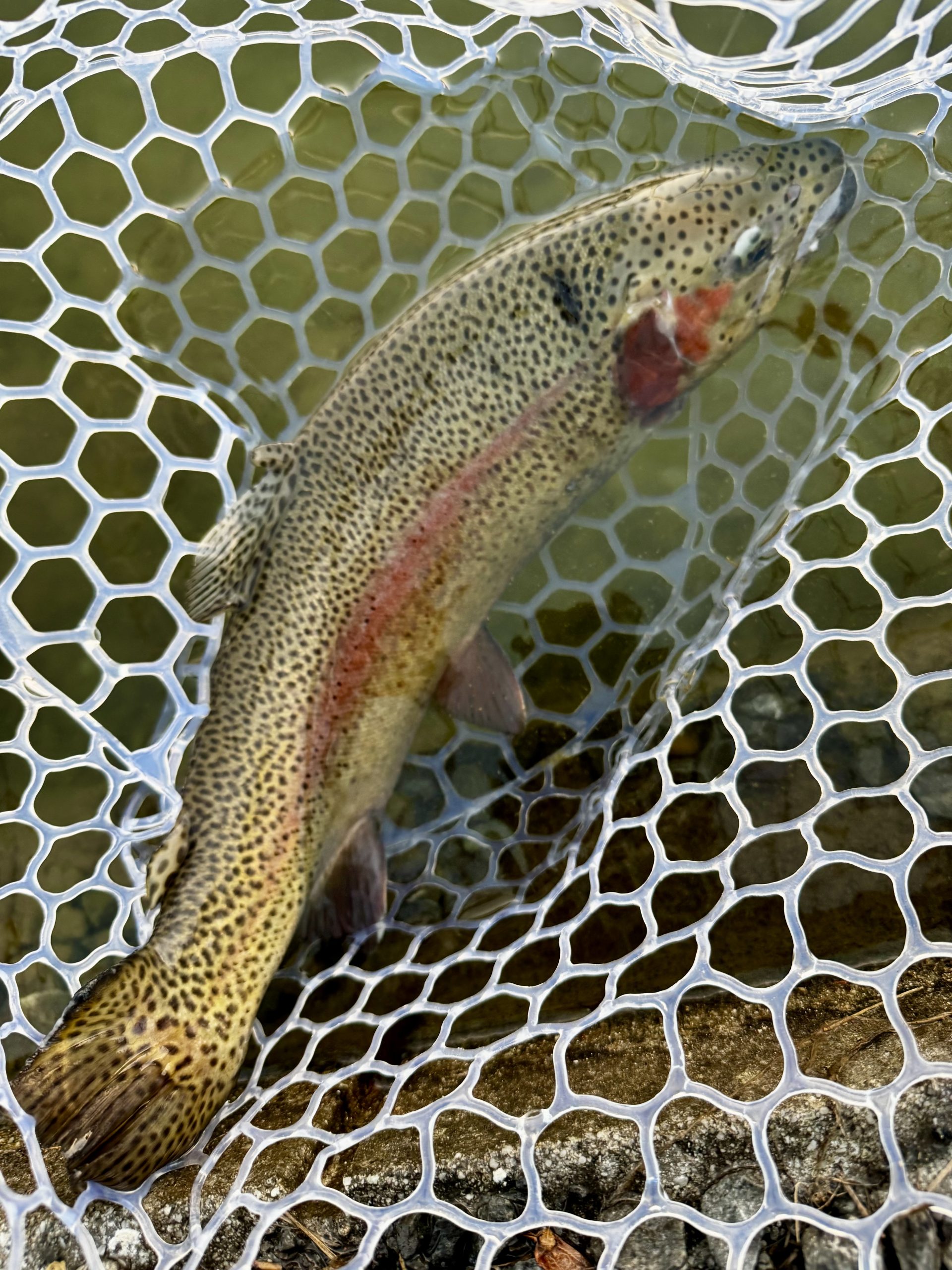 1月17日（土）小平市　にけるさん