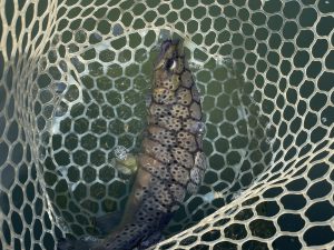 1月5日（月）八王子市　宮城さん