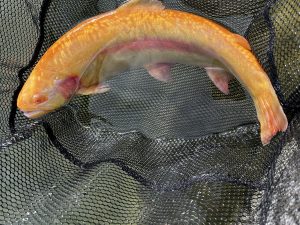 1月2日（金）町田市　から揚げ班長さん