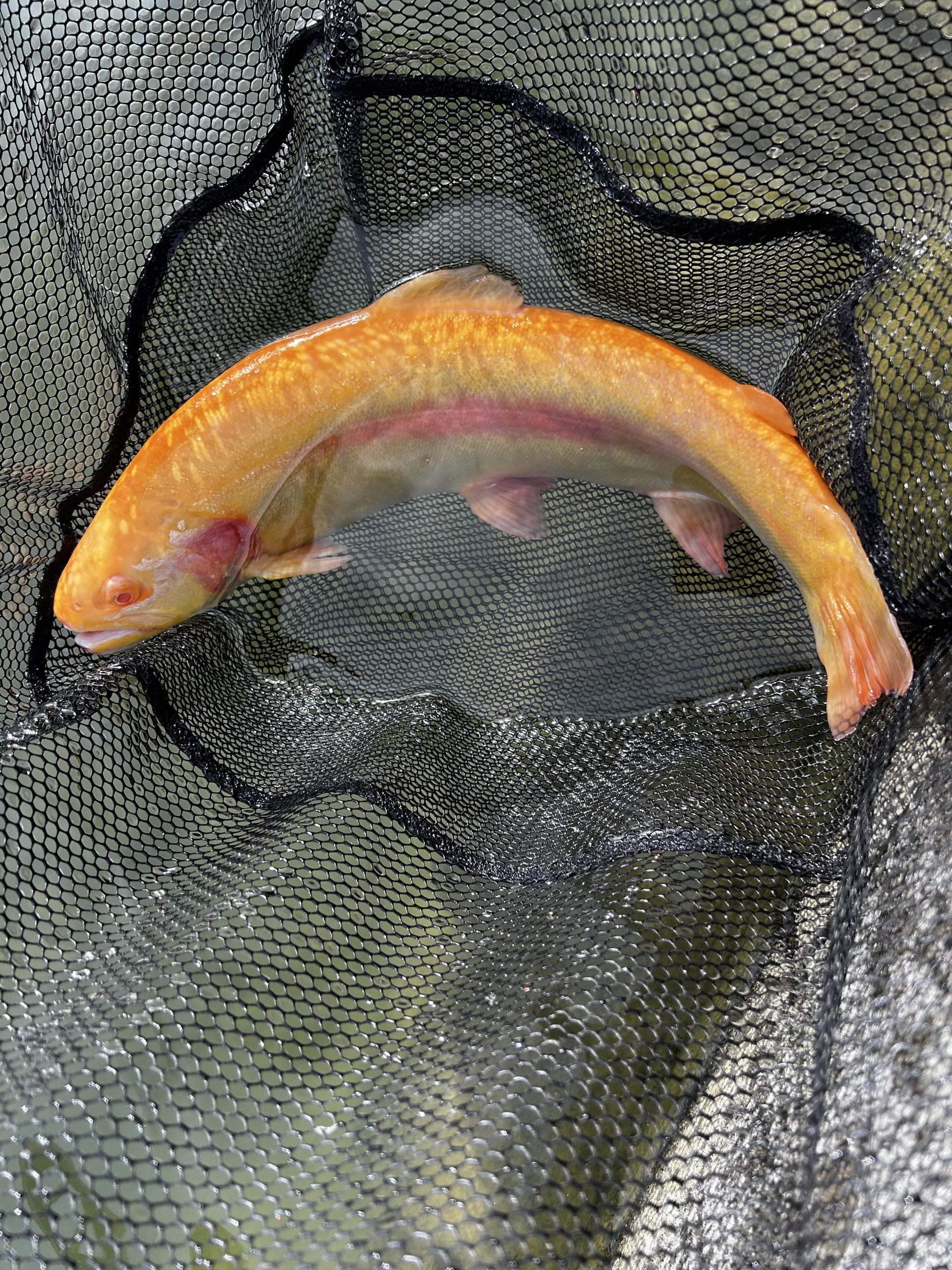 1月2日（金）町田市　から揚げ班長さん