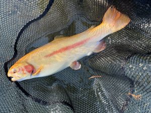 1月9日（金）町田市　から揚げ班長さん