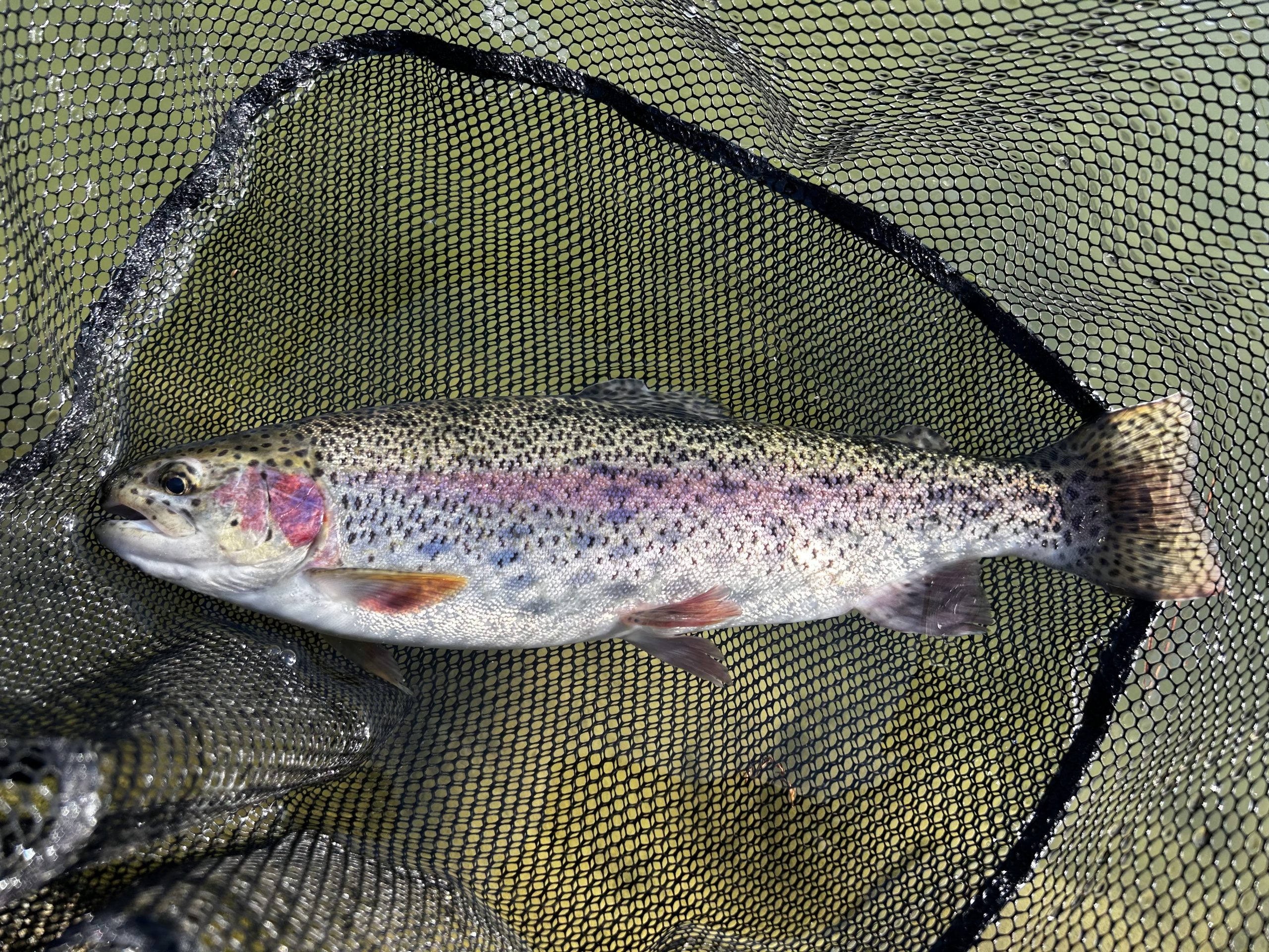 １月18日（日）町田市　から揚げ班長　さん