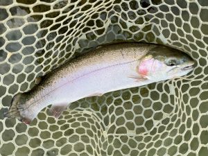 1月2日（金）入間市　フライマンYOKOZUKAさん