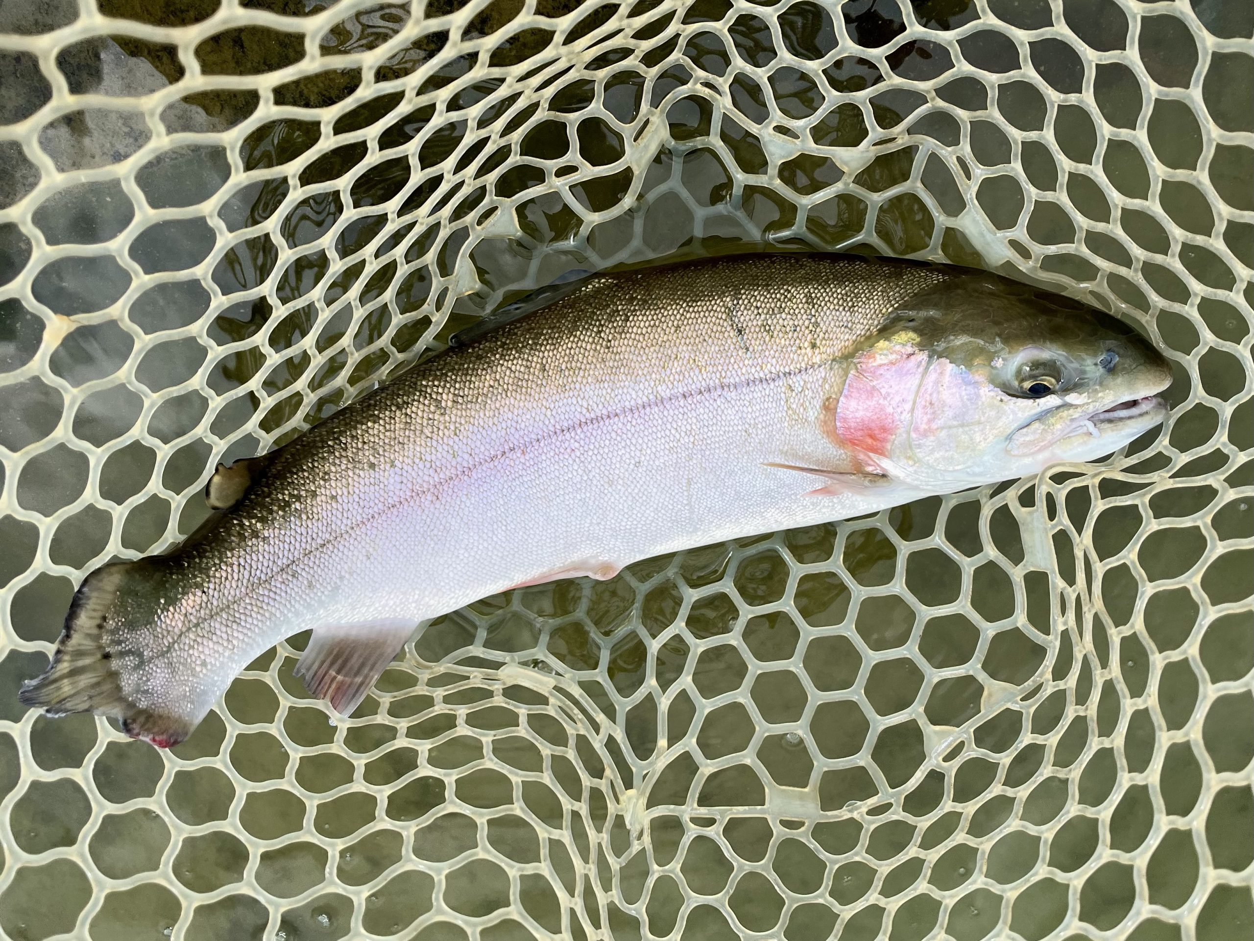 1月2日（金）入間市　フライマンYOKOZUKAさん