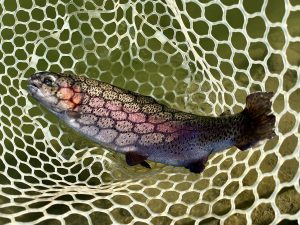 1月10日（土）入間市　フライマンYOKOZUKAさん