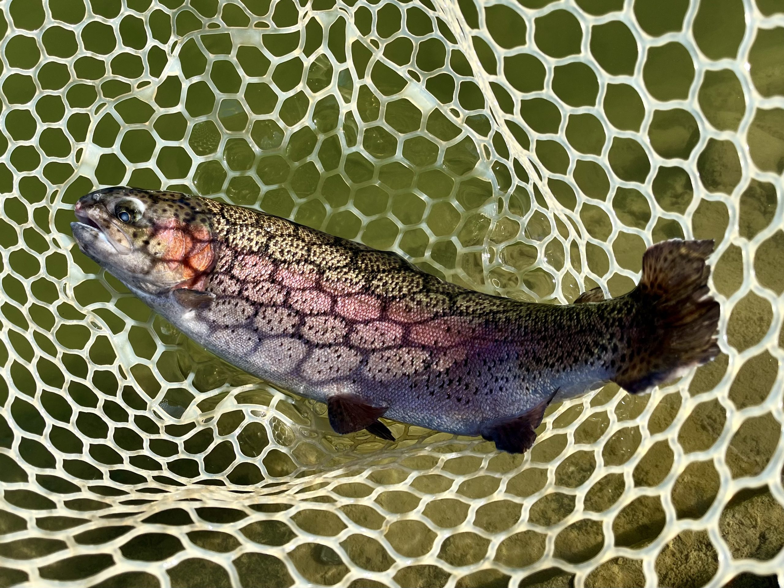 1月10日（土）入間市　フライマンYOKOZUKAさん