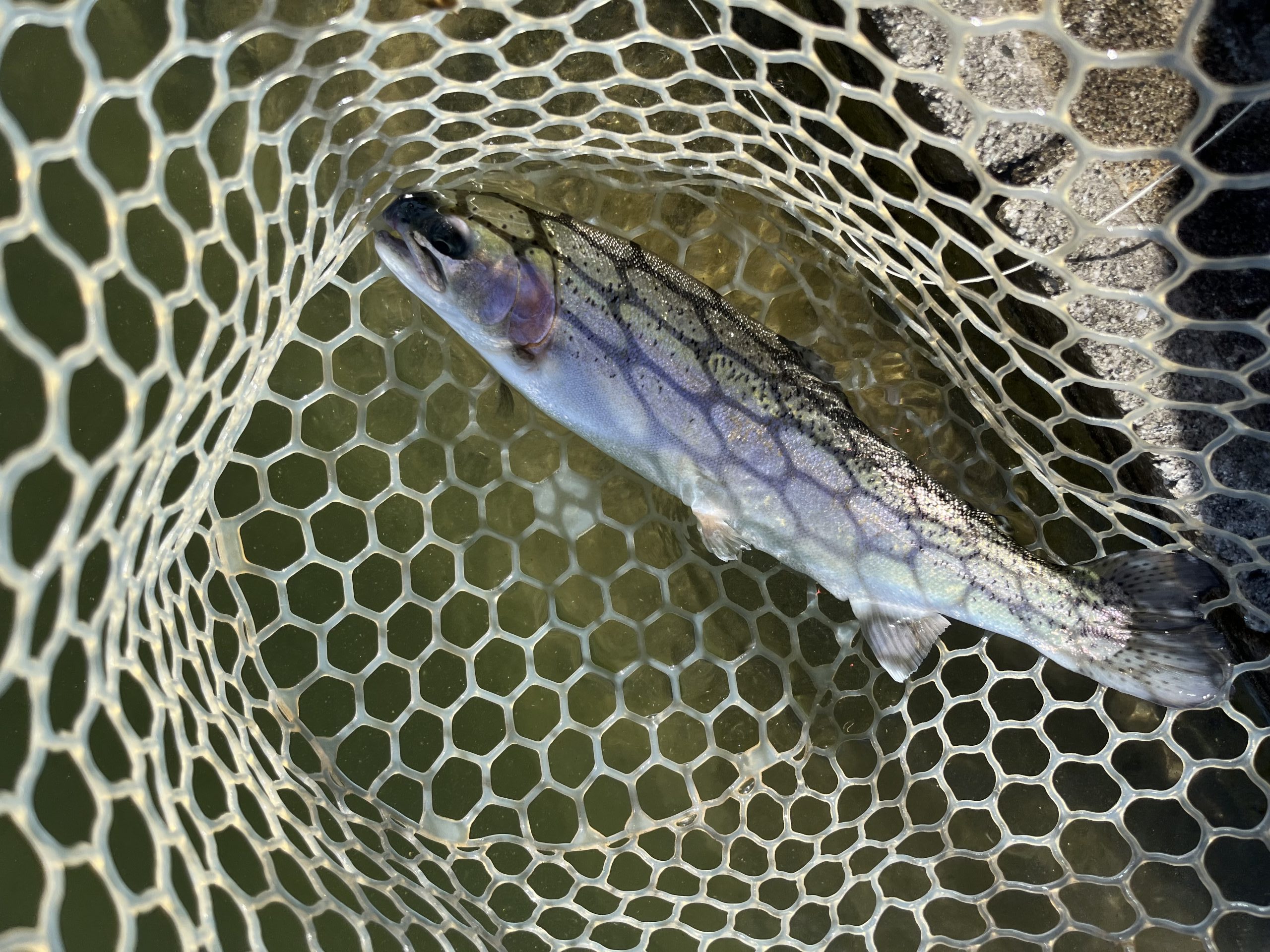 1月10日（土）所沢市　Neoさん