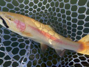 1月14日（水）入間市　つるちゃんさん