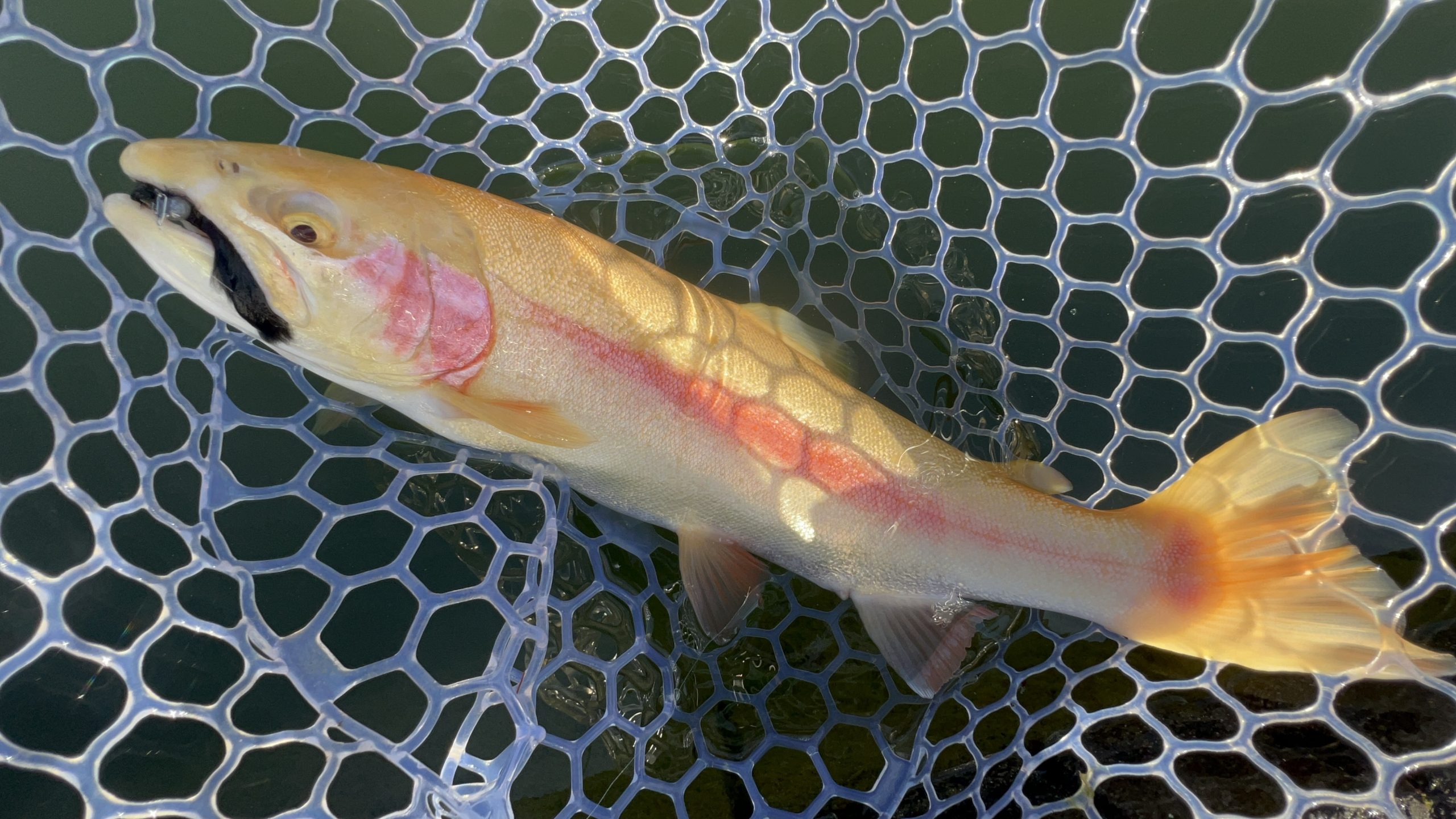 1月14日（水）入間市　つるちゃんさん