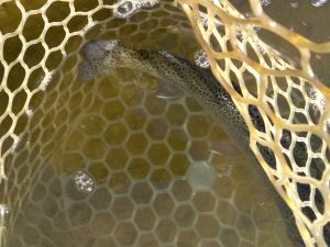 1月16日（金）あきる野市　Shigeさん