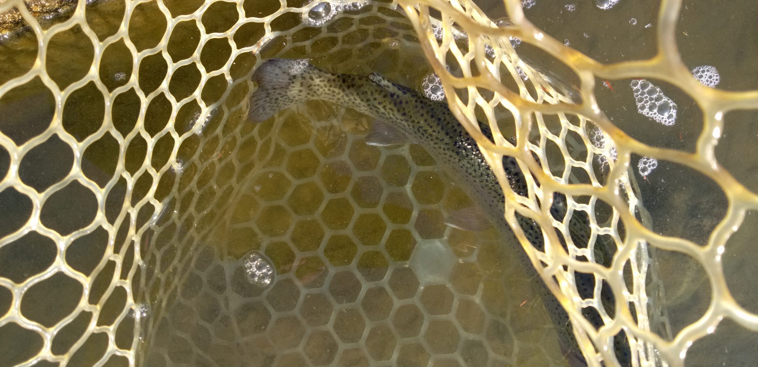 1月16日（金）あきる野市　Shigeさん