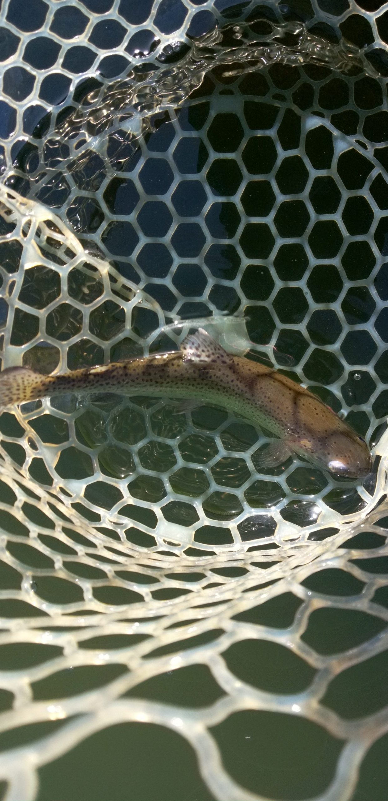 1月27日（火）あきる野市　Shige　さん