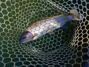 １月23日（金）八王子市　カビゴン　さん