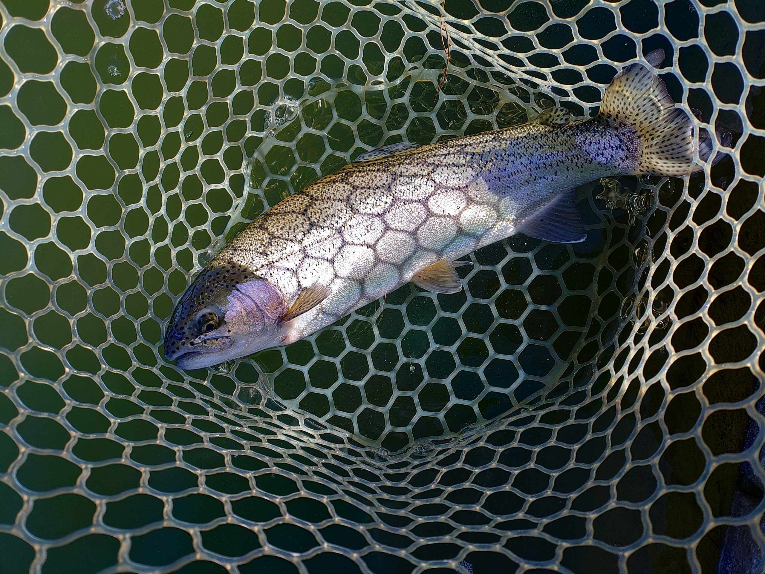 １月23日（金）八王子市　カビゴン　さん