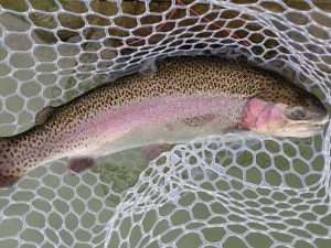 1月21日（水）多摩市　Aさん