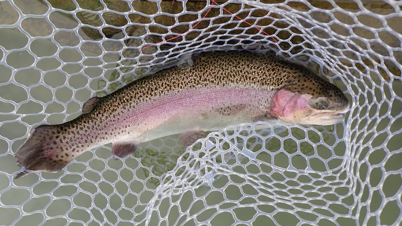 1月21日（水）多摩市　Aさん