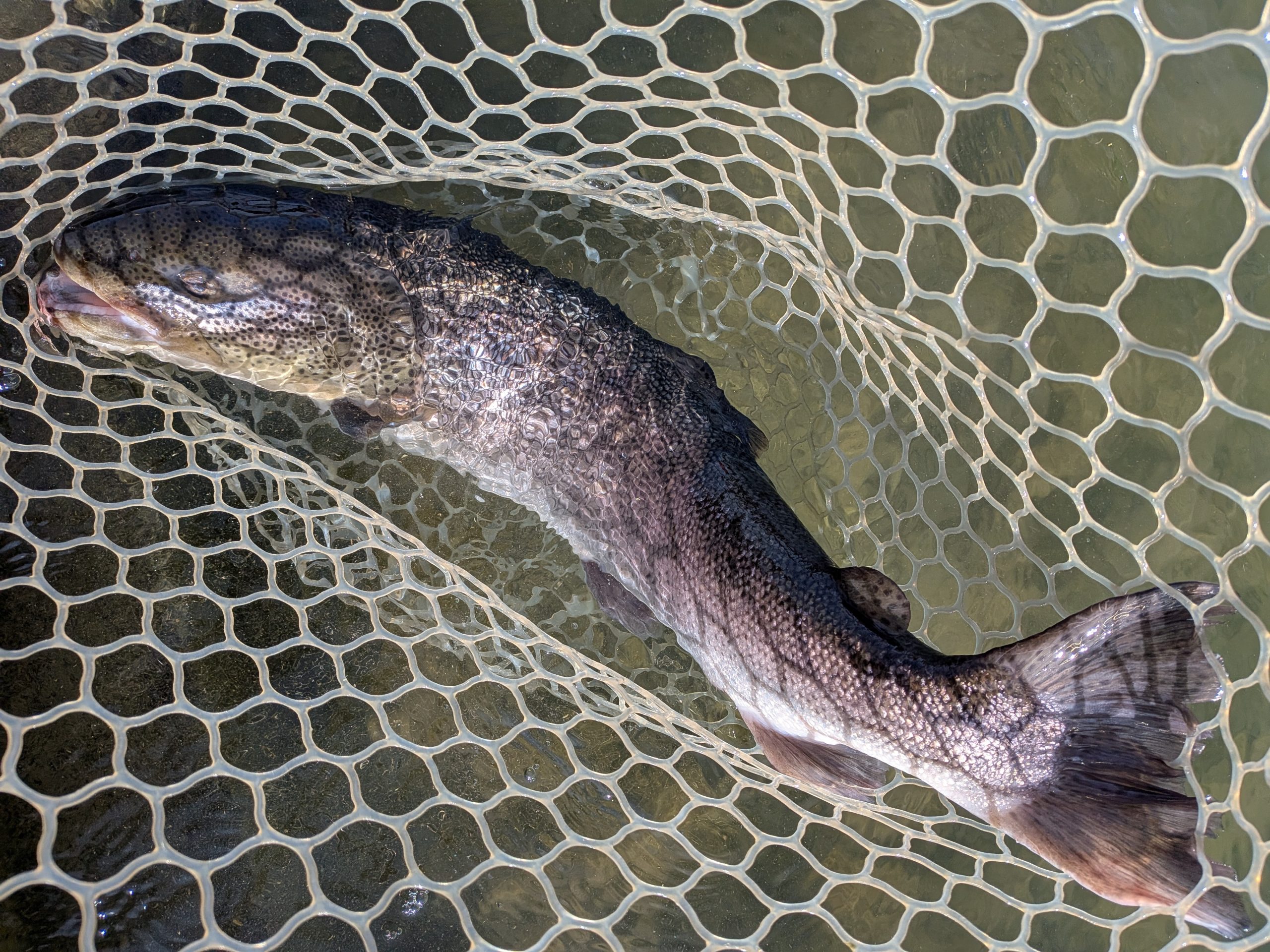 1月5日（月）西東京市　hiro　さん