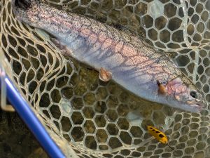 1月5日（月）東久留米市　雨の日はヘルメット　さん