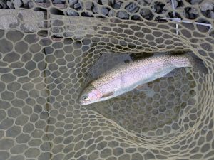 1月7日（水）狭山市　Getyさん