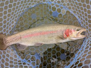 1月7日（水）茅ヶ崎市　スーサンさん