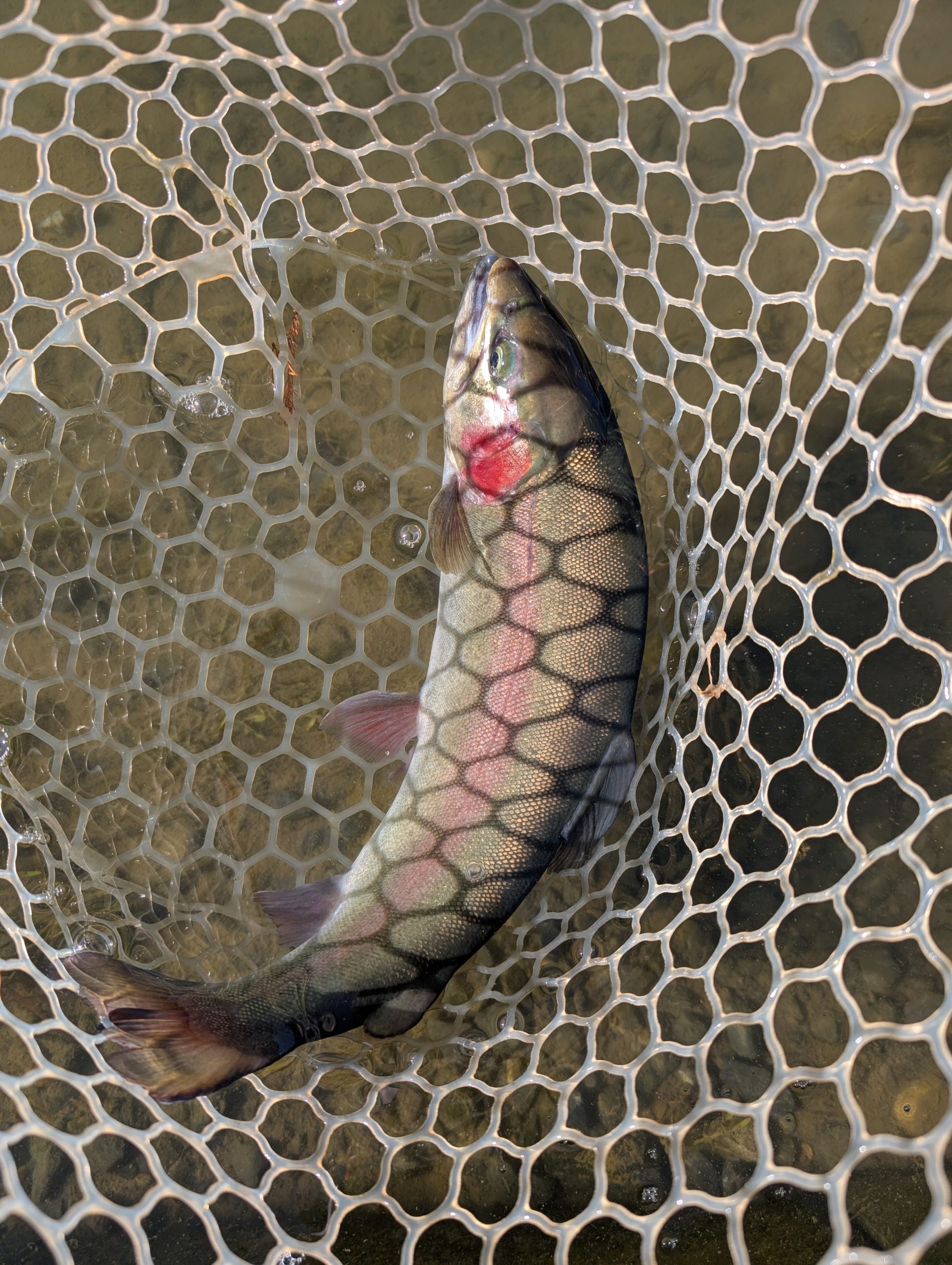 1月9日（金）あきる野市　jbopperさん