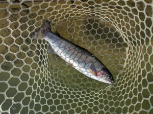 1月14日（水）狭山市 Getyさん