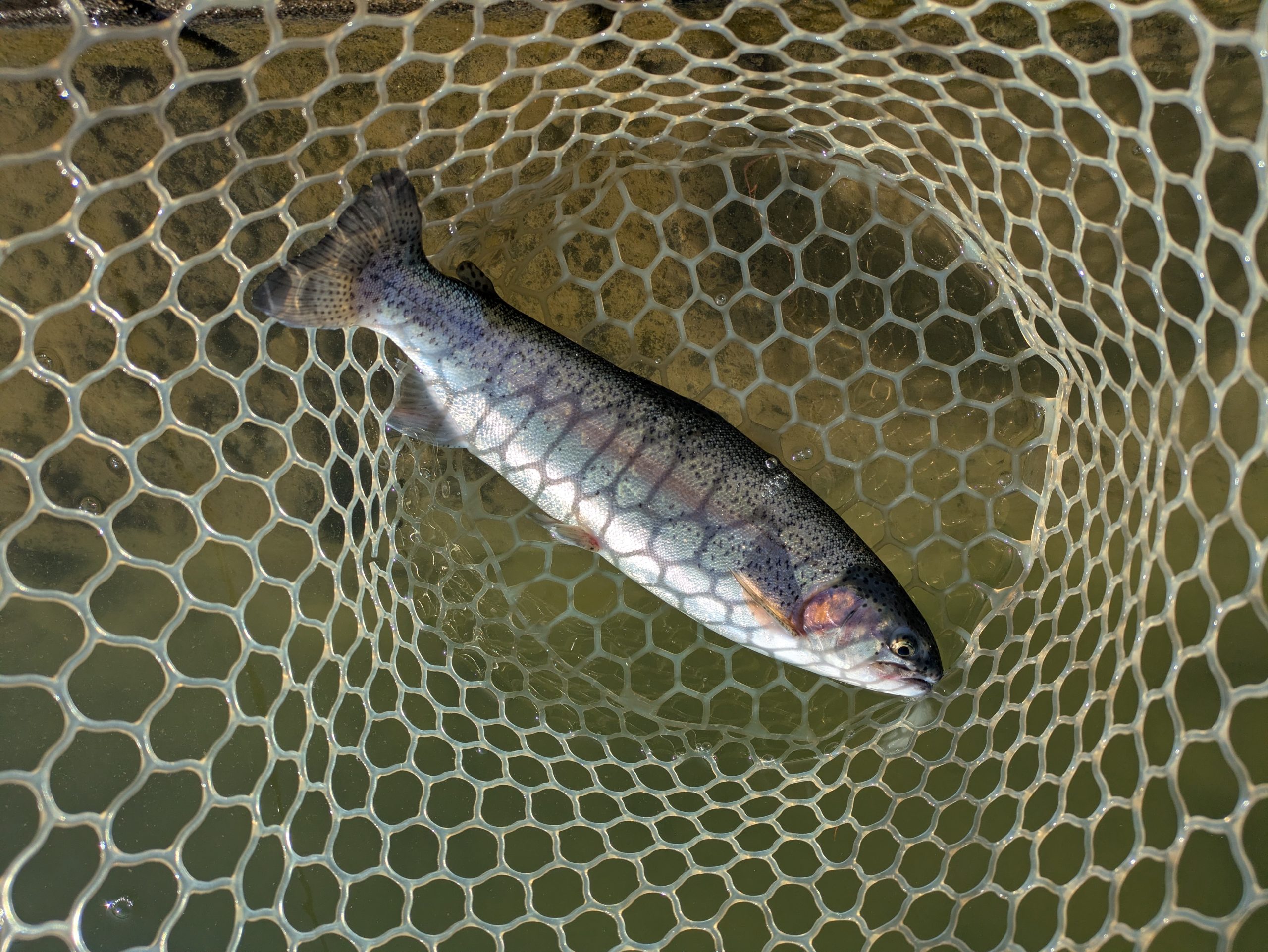 1月14日（水）狭山市 Getyさん