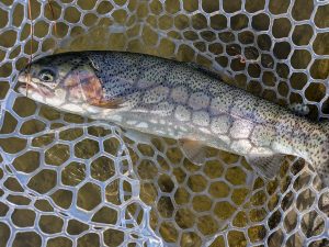 1月16日（金）西東京市　hiroさん