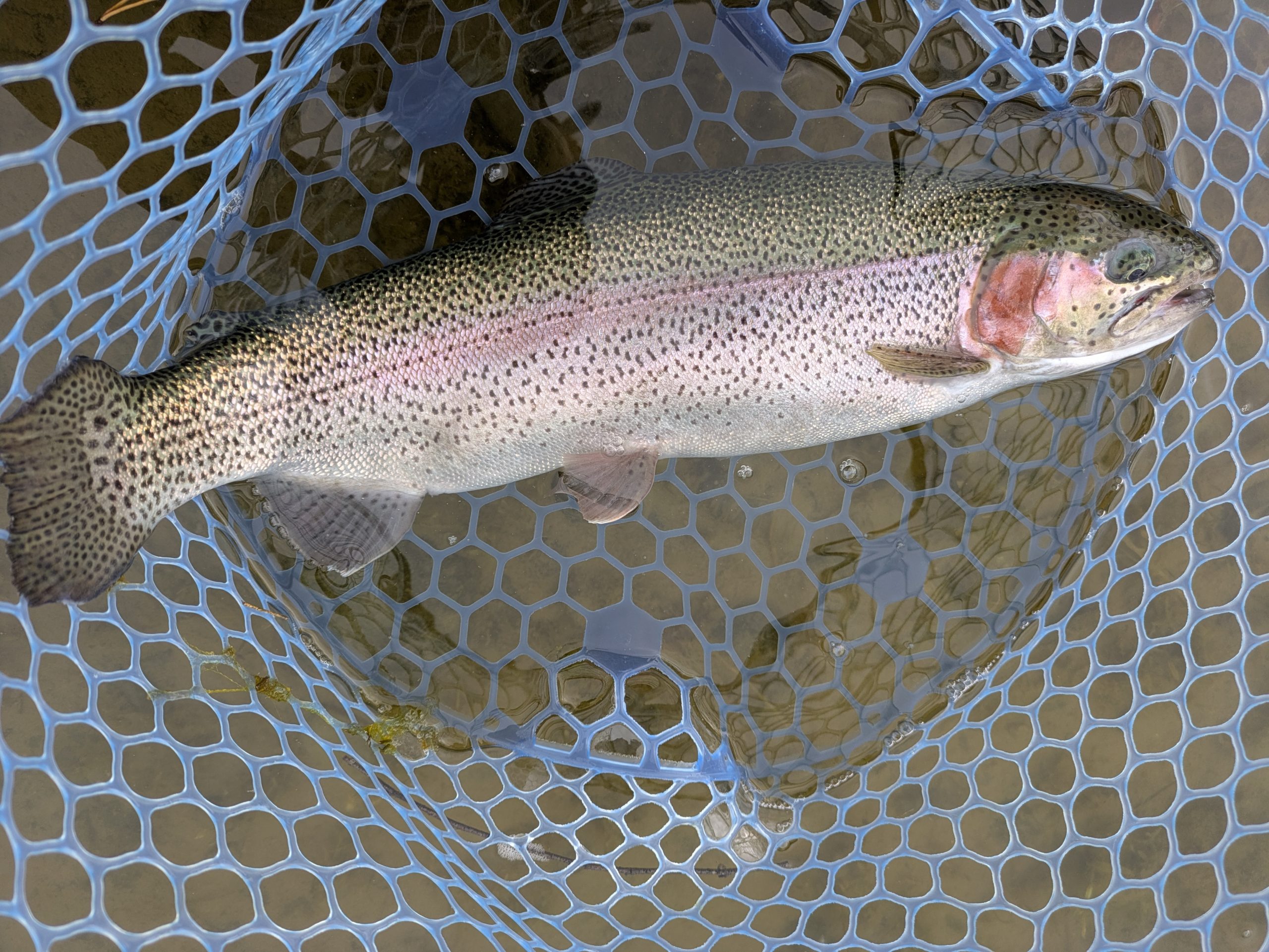 1月21日（水）茅ヶ崎市　スーさん