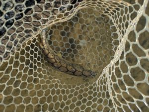 1月21日（水）多摩市 Getyさん