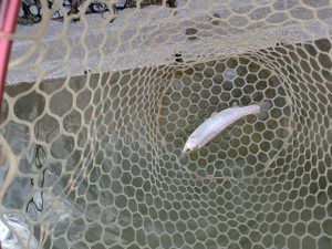 1月28日(水)　狭山市　Getyさん