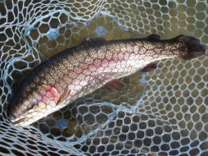 １月27日（火）三鷹市　kazu53　さん