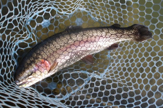 １月27日（火）三鷹市　kazu53　さん