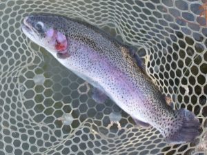 1月14日（水）三鷹市　kazu53さん